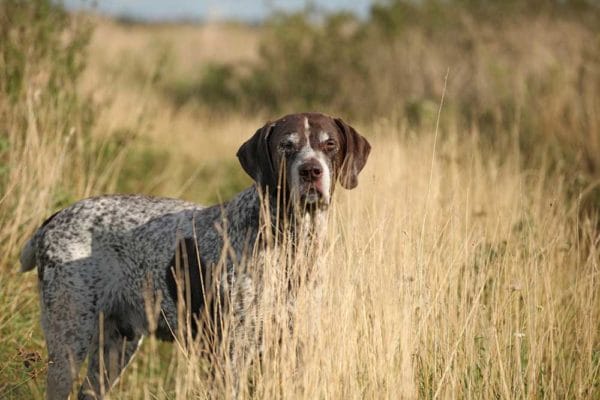 Hunting Dog German Shorthaired Pointer standing in a field iStock-184790536