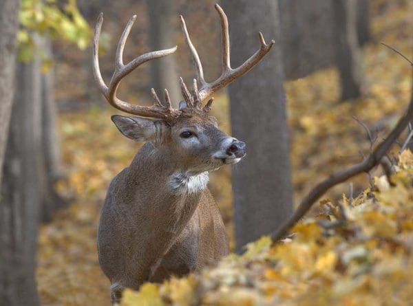 White Tail Buck Deer iStock-1068555876