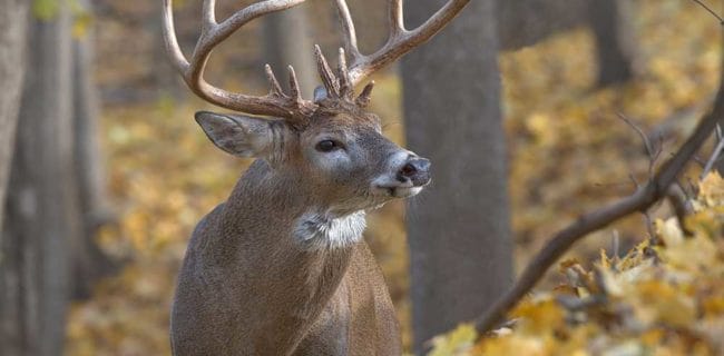 White Tail Buck Deer iStock-1068555876