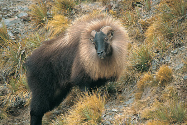 New Zealand Trophy Hunting At Its Best