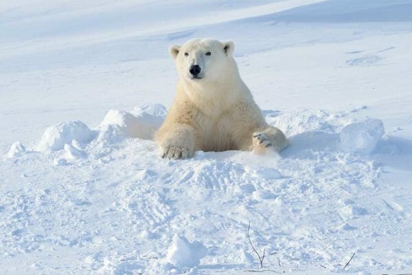 Details of .22 Pistol Defense Failure against Polar Bear in Norway; AndreAnita, iStock-940461304