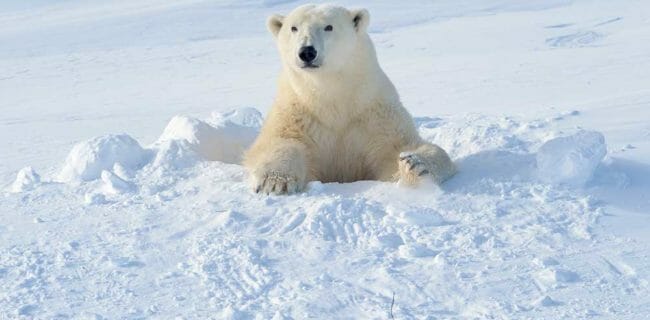 Details of .22 Pistol Defense Failure against Polar Bear in Norway; AndreAnita, iStock-940461304