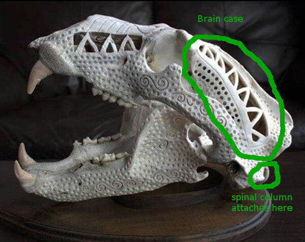 Carved Polar Bear Skull Shows Where to Aim