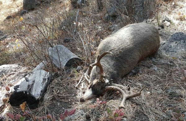 Montana FWP Looking for Leads on Mule Deer Found Dead East of Corvallis