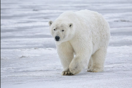 Polar Bear Wikimedia Commons from naturpics online 2010 705