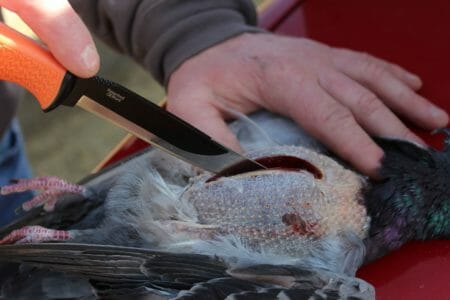 For breasting out birds I'd recommend the 3 1/2-inch blade but on this hunt we used the 5-inch. Worked great.