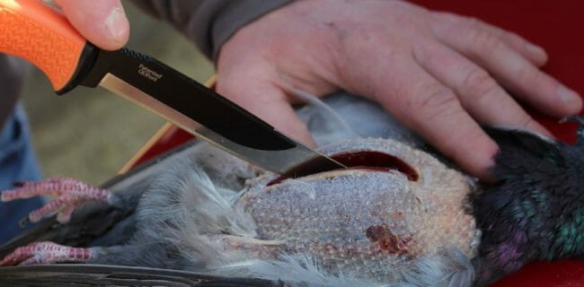 For breasting out birds I'd recommend the 3 1/2-inch blade but on this hunt we used the 5-inch. Worked great.