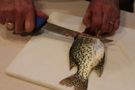 I used the 6-inch and the 7.5-inch Outdoor Edge ReelFlex Pak knives to fillet crappie and they worked fine.