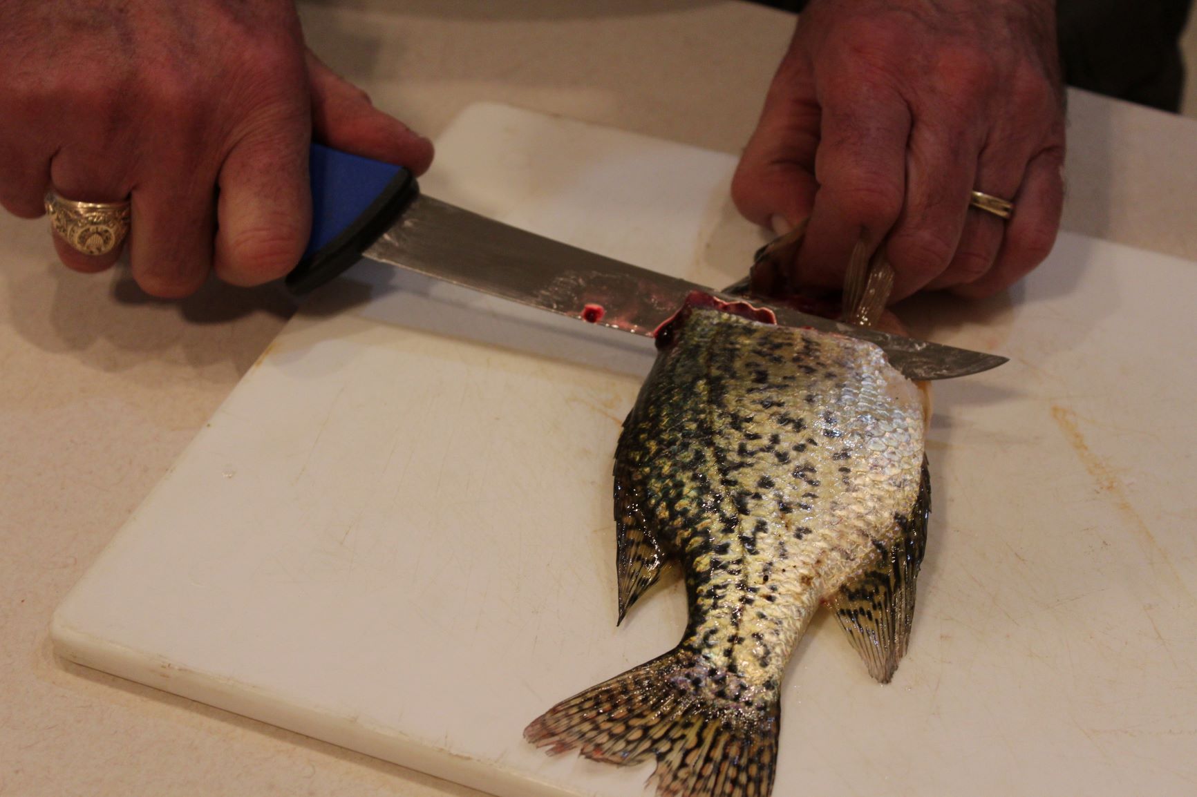 I used the 6-inch and the 7.5-inch Outdoor Edge ReelFlex Pak knives to fillet crappie and they worked fine.