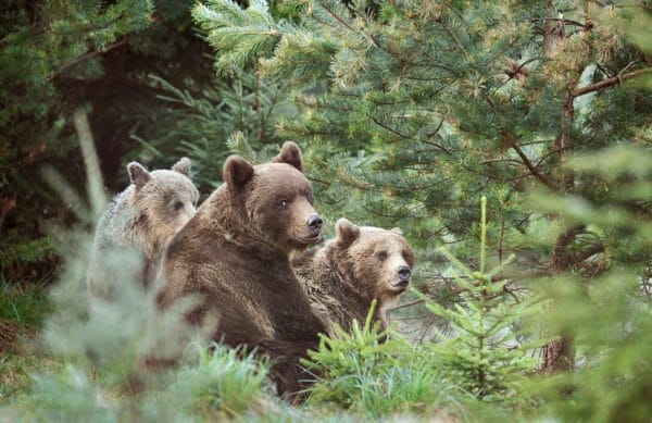 Brown Bear and Cubs iStock-Milan Krasula 1210806488.jpg