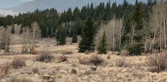 Colorado Mule deer live in some of the most beautiful Rocky Mountain habitat. img Brandon Butler