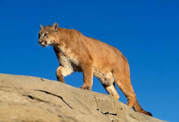 Defensive Mountain Lion Shooting by Sheriff's Deputy with AR15 Rifle