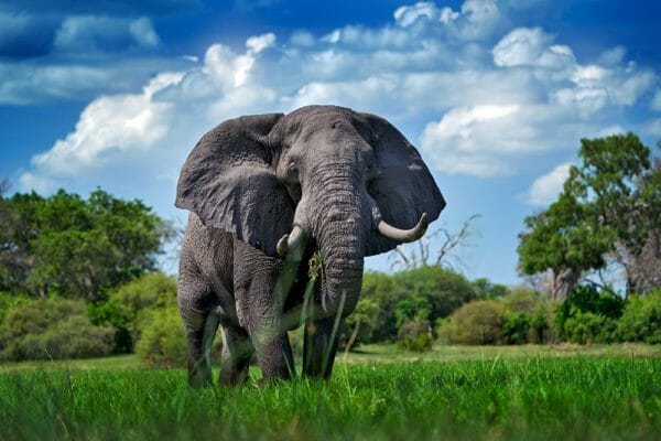 Elephant iStock-1293904168