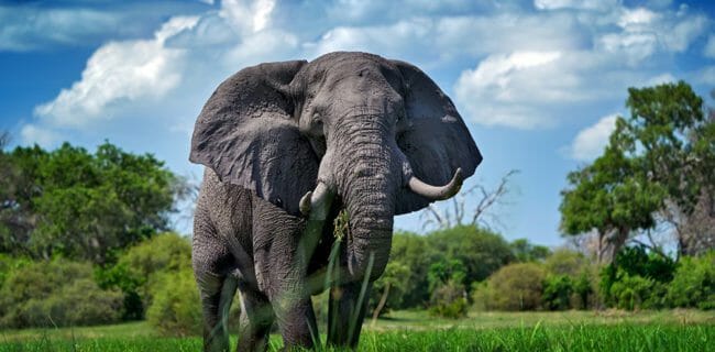 Elephant iStock-1293904168