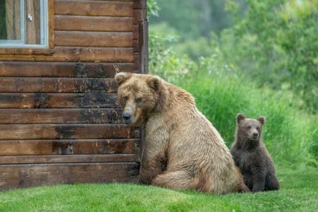 Grizzly Bear mother with cub marking cabin iStock-Mark Kostich 1342117510