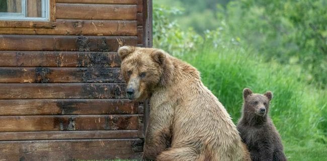 Grizzly Bear mother with cub marking cabin iStock-Mark Kostich 1342117510