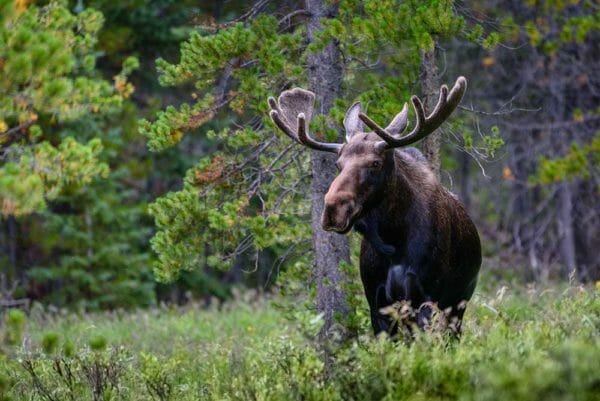 Idaho: Backpacker Uses .45 to Stop Attacking Moose, iStock-1267347986