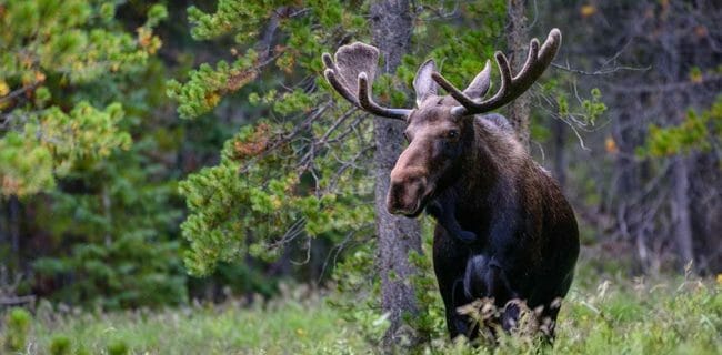 Idaho: Backpacker Uses .45 to Stop Attacking Moose, iStock-1267347986