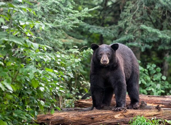 Black Bear iStock-482557323