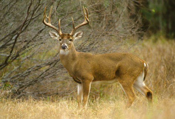 White Tail Deer iStock-96245579