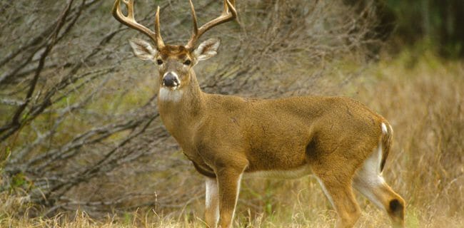 White Tail Deer iStock-96245579