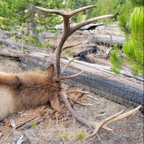 Elk which was eventually recovered.