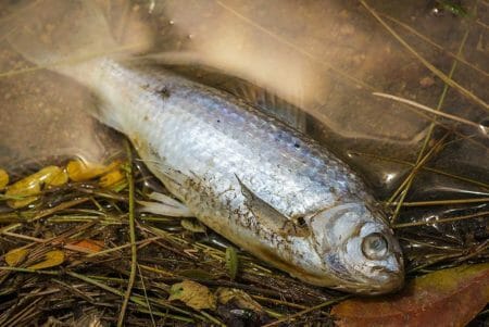 Dead Fish Stink Smell Rotten Corpse iStock-nayneung1 185538685