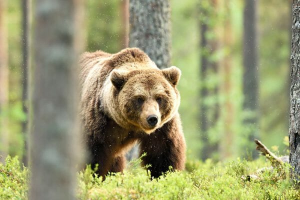 Recorded Defensive Uses of Pistols Against Bears Has Grown Exponentially iStock-1281962973