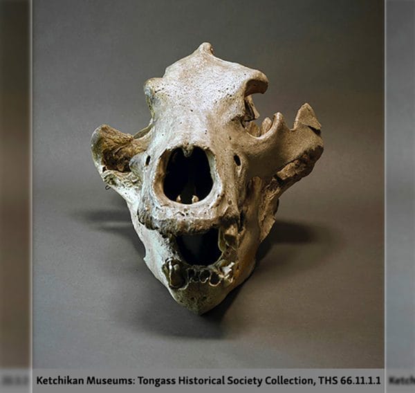 Image of Old Groaner's skull from the front. The bear's left eye arch is intact.