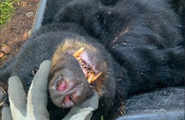 Bear Attack in Alaska Stopped with .40 S&W Pistol