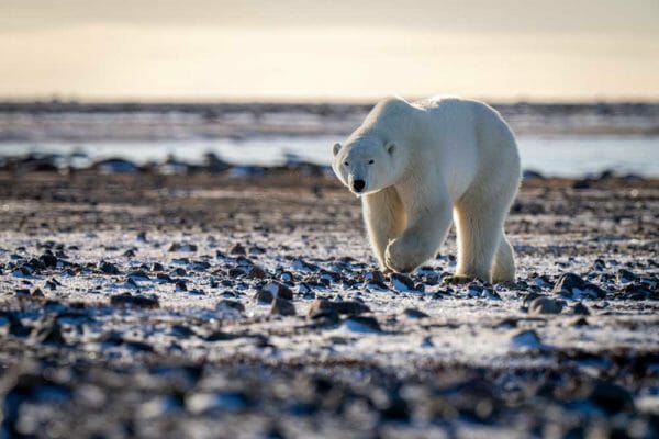 Polar Bear Attack Stopped with Revolvers in Norway iStock-1364796505