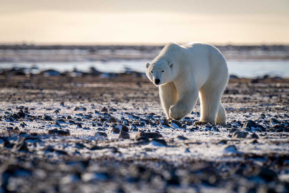 Just horrific': Fatal polar bear mauling happened during storm - Alaska  Public Media