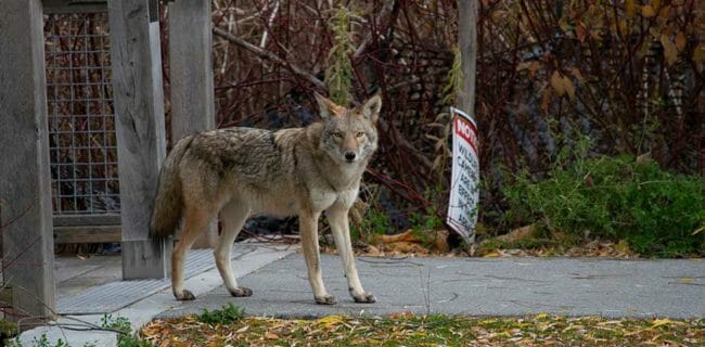 Officials React to Coyote Infestation in Massachusetts, iStock-1354299697