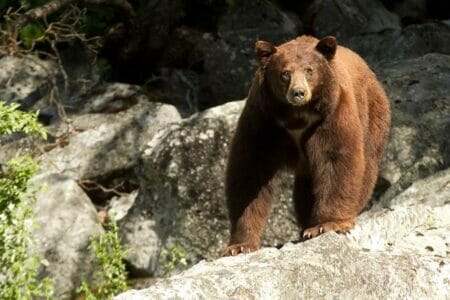 Man Survives Bear Attack Using a Folding Knife, iStock-177529416