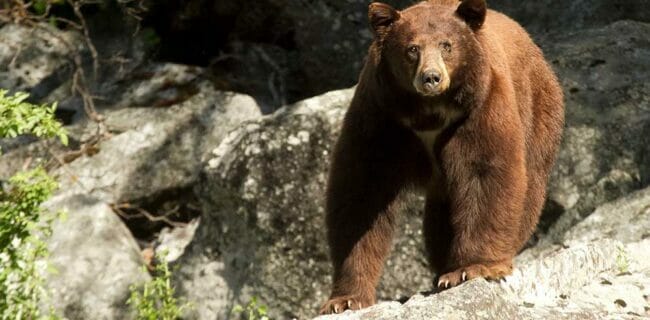 Man Survives Bear Attack Using a Folding Knife, iStock-177529416