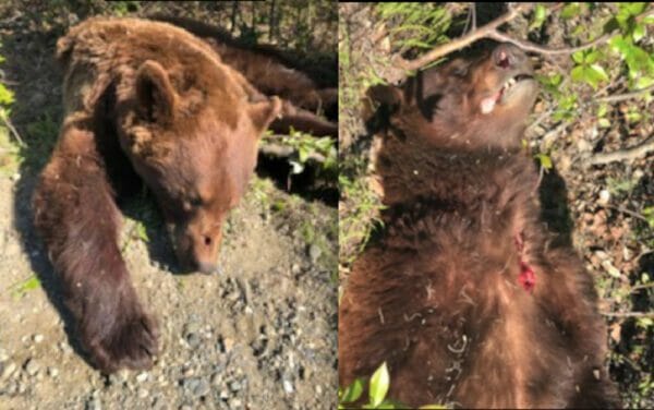 The cinnamon black bear that attacked Mike Becwar, 210 lbs, skinny, in spring.