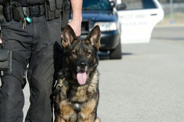 Police Dog iStock-177684371