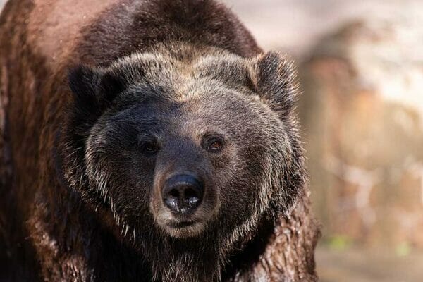 Brown bear stock photo iStock-rai 1524937412