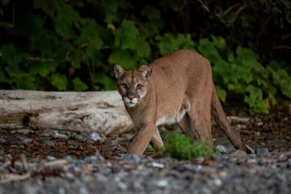 Mountain Lion Attack Stopped: Split Second Deployment, Deadly Accuracy not Required, iStock-1351714426