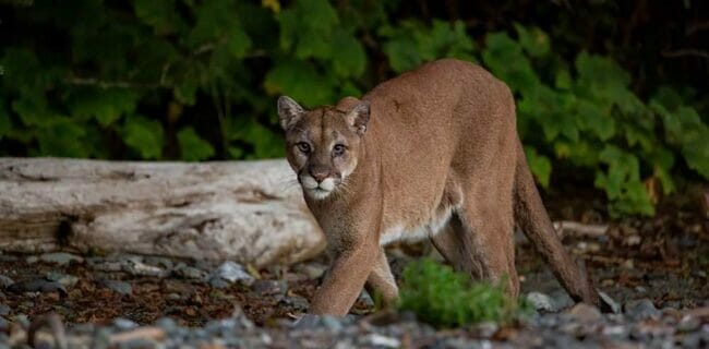 Mountain Lion Attack Stopped: Split Second Deployment, Deadly Accuracy not Required, iStock-1351714426