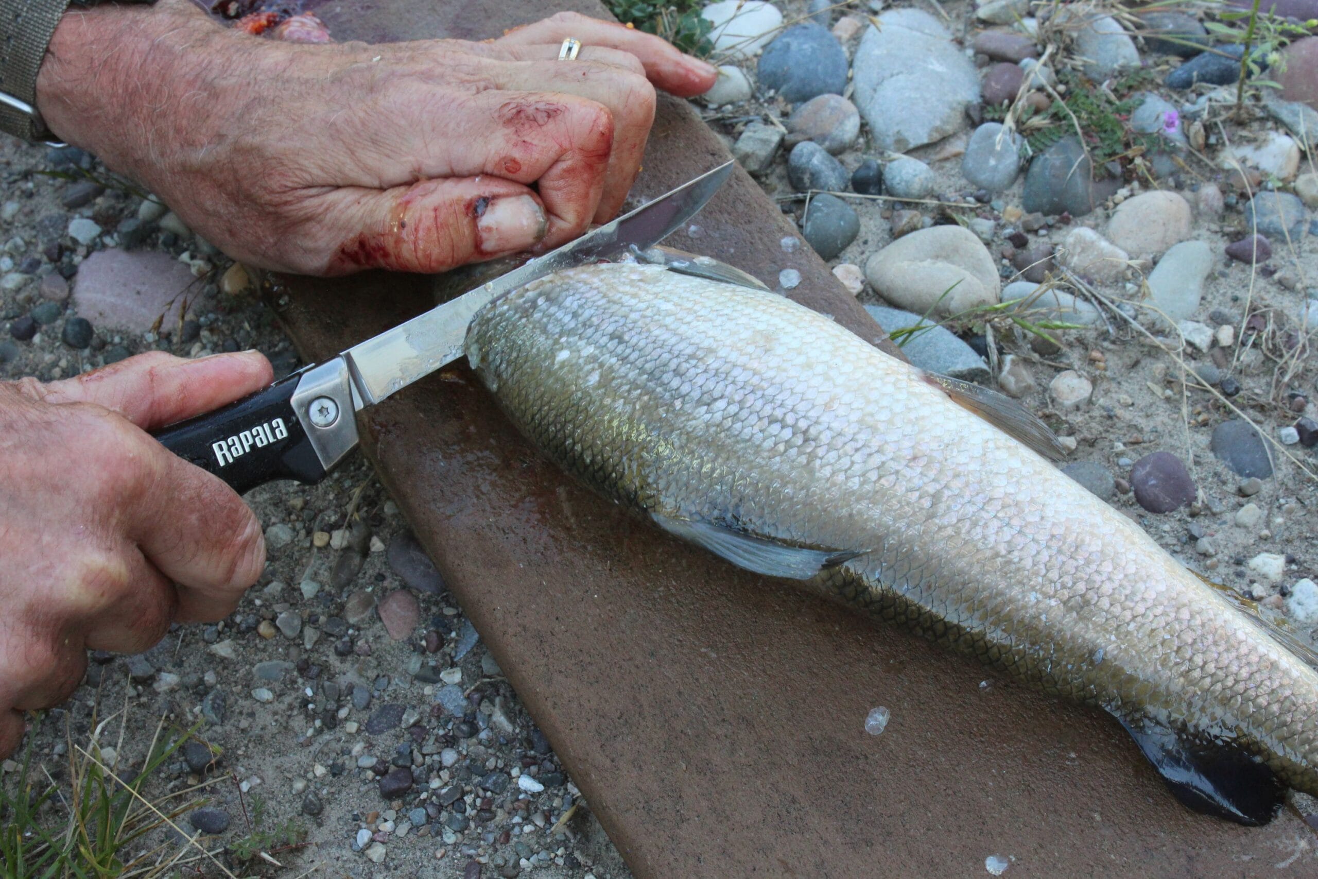 Rapala Finlander Fillet Knife - LOTWSHQ