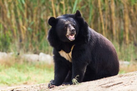 Asian Black Bear iStock-120224820