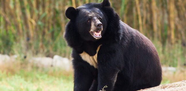 Asian Black Bear iStock-120224820