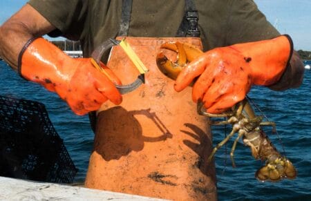 Lobster Commercial Fishermen Fishing Stock-Steven Neal 1053579708