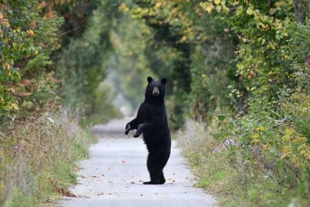 Florida Senate Passes Bill to Allow People to Defend Against Bears