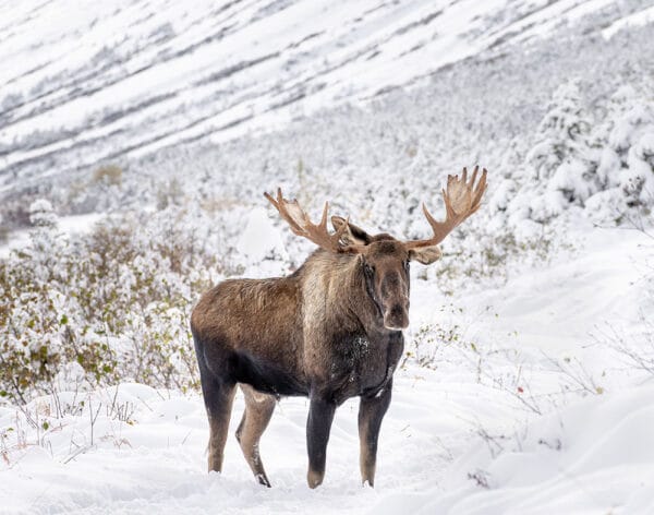 Dallas Seavy Kills Moose in Defense of Self and Dogs on Iditarod Trail, iStock-1447072565