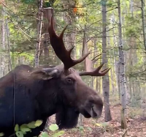 Maine Hunter Close Call with Rutting Bull Moose IMG allagash.antlers
