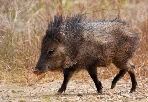 Javelina Pig iStock-dnsmac 597930108