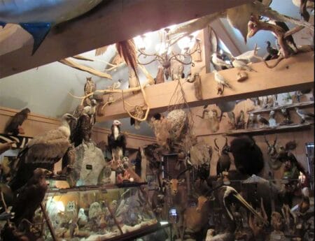 Photo of birds and other mounts, from the sentencing memo in United States v. John Waldrop, et al., 1:23-cr-00378 in U.S. District Court for the Eastern District of New York.