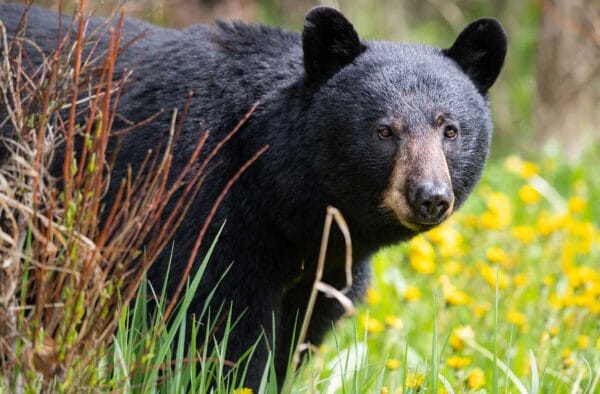 Black Bear iStock-Jillian Cooper 1295118322